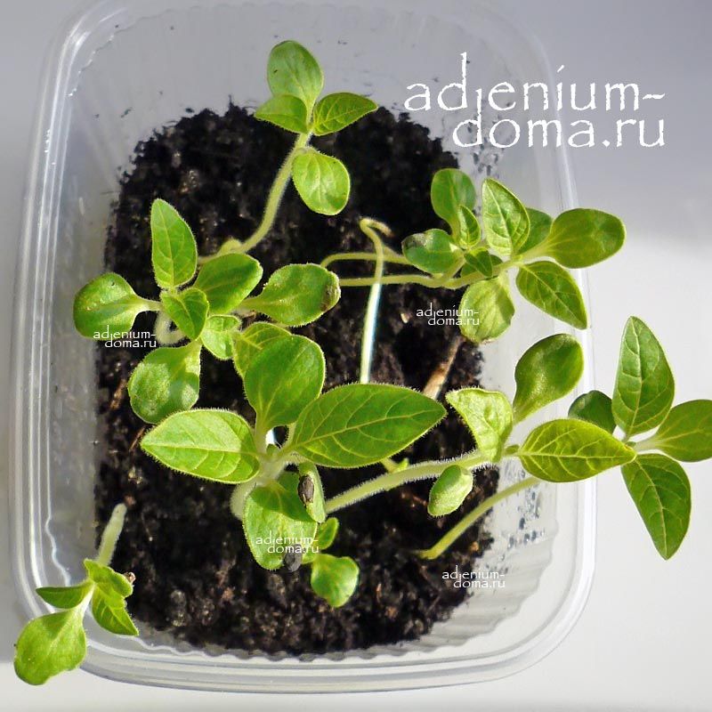 Sesamum INDICUM BLACK Кунжут индийский черный Сезам восточный Бенне Симсим Тил Джинжели 2