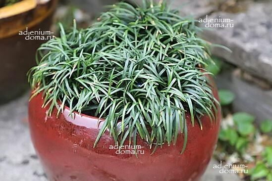 Ophiopogon JAPONICUS Mondo grass Офиопогон японский змеиная трава 3