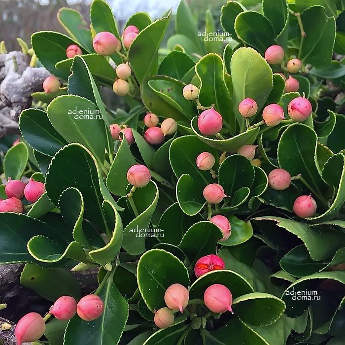 Euonymus JAPONICUS Japanese spindle Бирючина японская Бирючник Японский шпиндель 3
