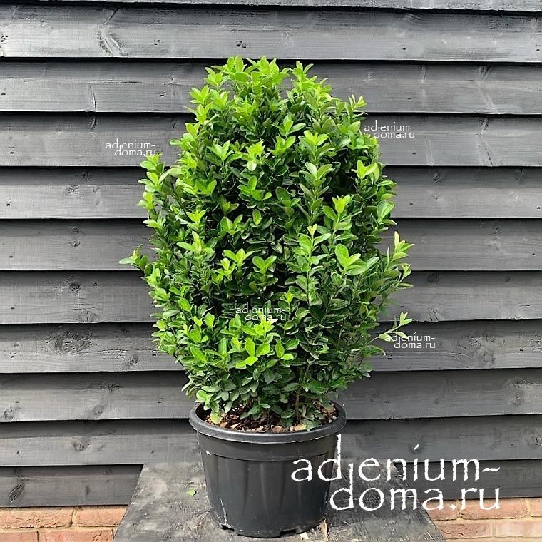 Euonymus JAPONICUS Japanese spindle Бирючина японская Бирючник Японский шпиндель 1