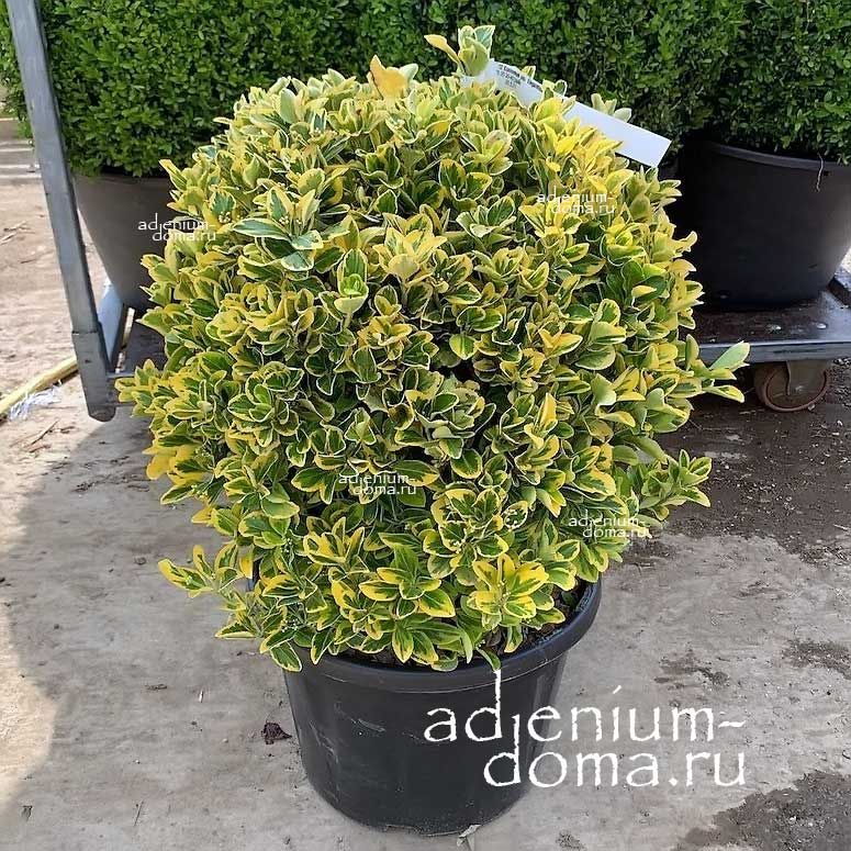 Euonymus JAPONICUS Бирючина японская золото-окаймленная Бирючник Ауреомаргината 1