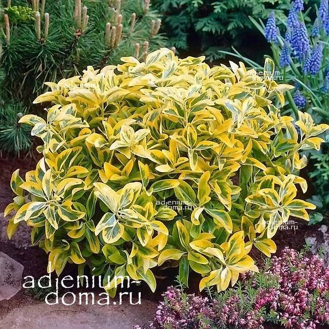 Euonymus JAPONICUS Бирючина японская золото-окаймленная Бирючник Ауреомаргината 2