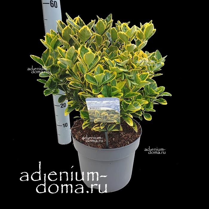Euonymus JAPONICUS Бирючина японская золото-окаймленная Бирючник Ауреомаргината 3