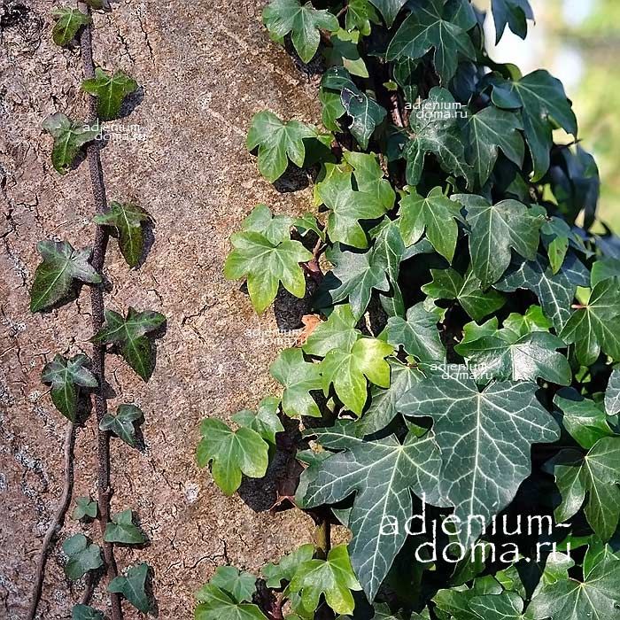 Hedera HELIX Common Ivy Хедера обыкновенная Плющ комнатный 3