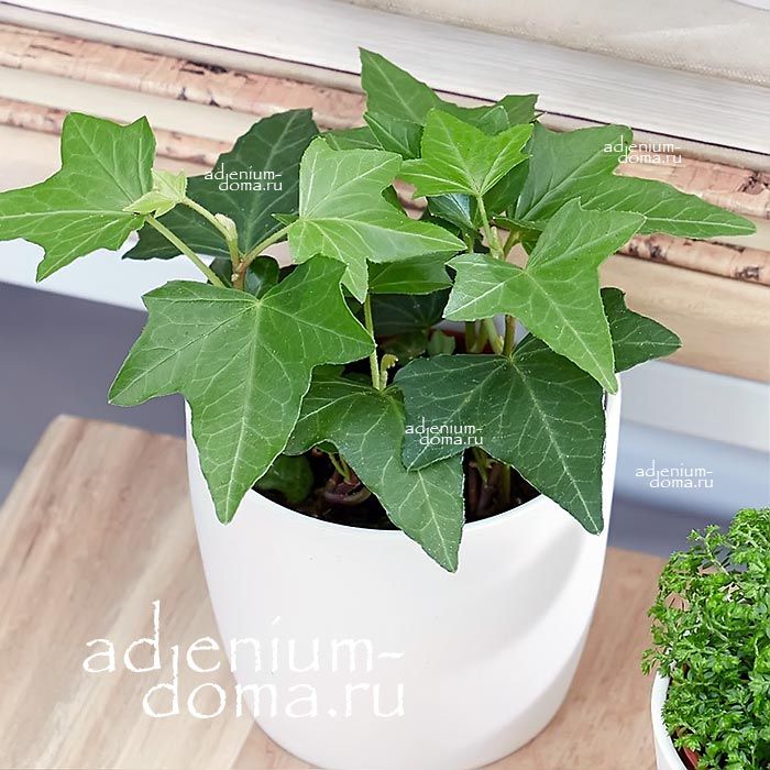 Hedera HELIX Common Ivy Хедера обыкновенная Плющ комнатный 2