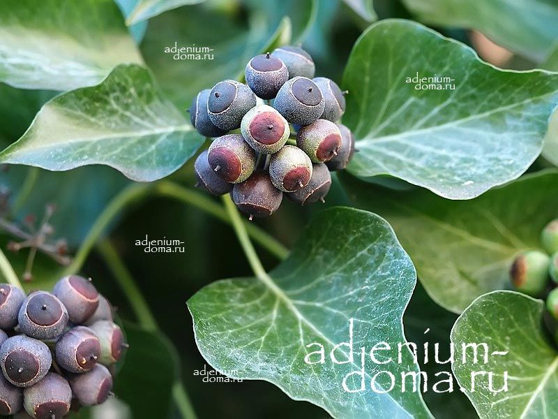 Hedera HELIX Common Ivy Хедера обыкновенная Плющ комнатный 4