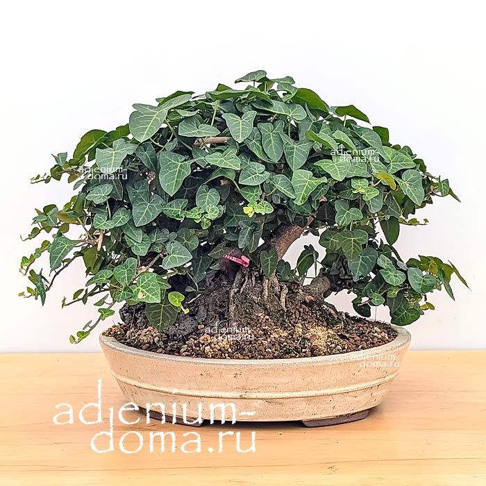 Hedera HELIX Common Ivy Хедера обыкновенная Плющ комнатный 1