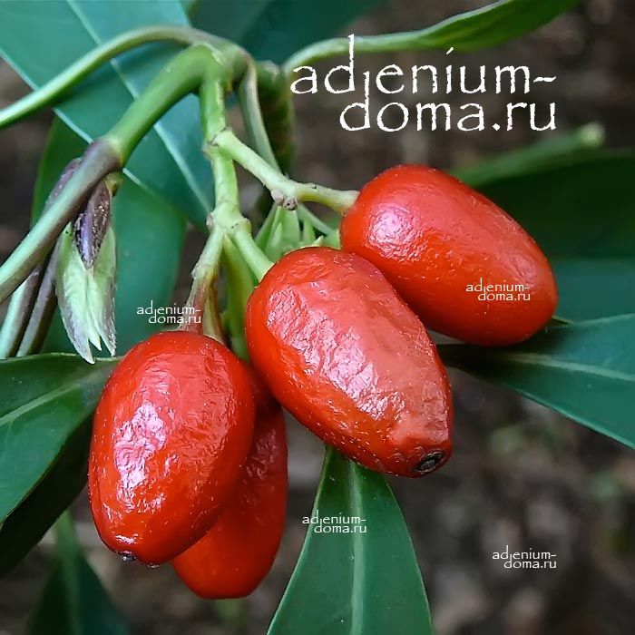 Aucuba JAPONICA Japanese Laurel Аукуба японская Золотое дерево 2