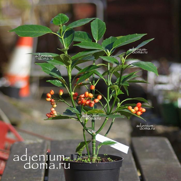 Aucuba JAPONICA Japanese Laurel Аукуба японская Золотое дерево 3