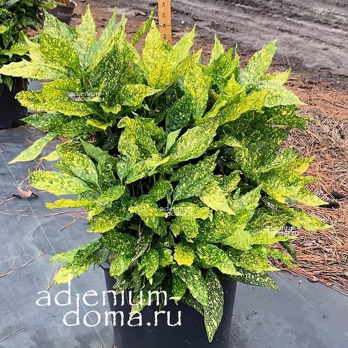 Aucuba JAPONICA Variegata Japanese Laurel Аукуба японская Золотое дерево 1