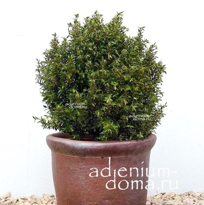Small-leaved myrtle Myrtus MICROPHYLLA Мирт мелколистный комнатный Миртус Микрофилла 3