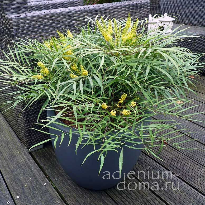 Mahonia EURYBRACTEATA SOFT CARESS Магония широкоприцветниковая Эурибрактеата Софт Каресс Мягкая забота 1
