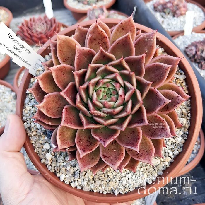 Echeveria AGAVOIDES Эхеверия агавовидная Эчеверия Агавоидес Туспанская каменная роза 3
