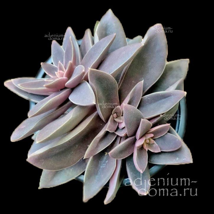 Echeveria CRISTALLINA Эхеверия кристальная Эчеверия Кристаллина 1
