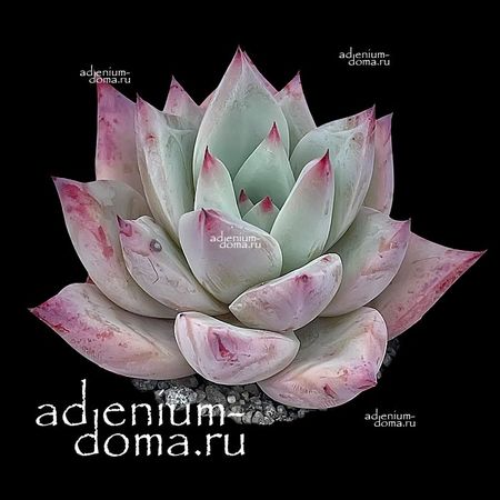 Echeveria COLORATA, Tapalpa (Эхеверия, Эчеверия)