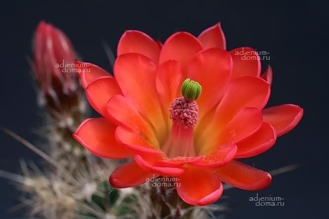 Echinocereus SANTARITENSIS Эхиноцереус сантаритский Сантаритенсис Кактус Санта-Рита 3