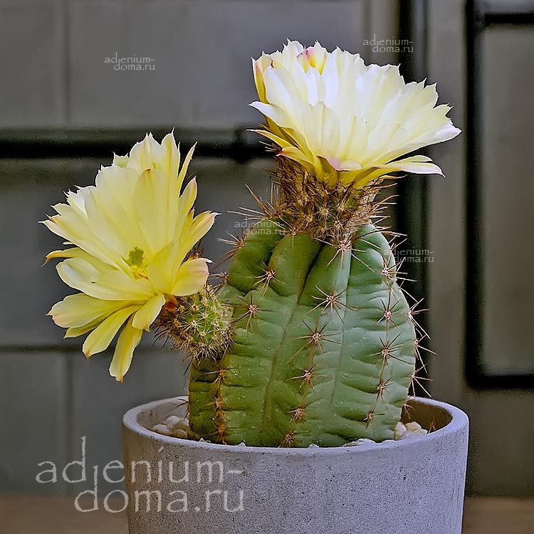 Echinocereus SUBINERMIS OCHOTERENAE Эхиноцереус бесколючковый Очотерены Субинермис 2
