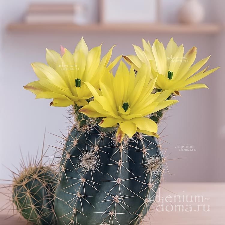 Echinocereus SUBINERMIS OCHOTERENAE Эхиноцереус бесколючковый Очотерены Субинермис 3
