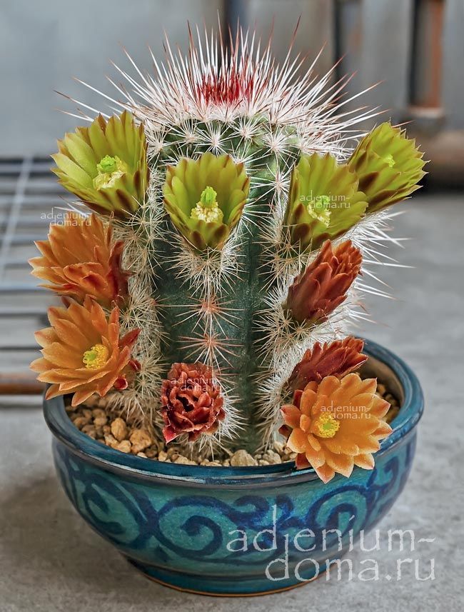 Echinocereus CHLORANTHUS Эхиноцереус зеленоцветковый Хлорантус 1