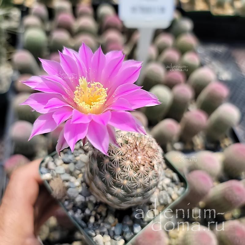 Echinocereus ADUSTUS Эхиноцереус обожженный Адустус 3