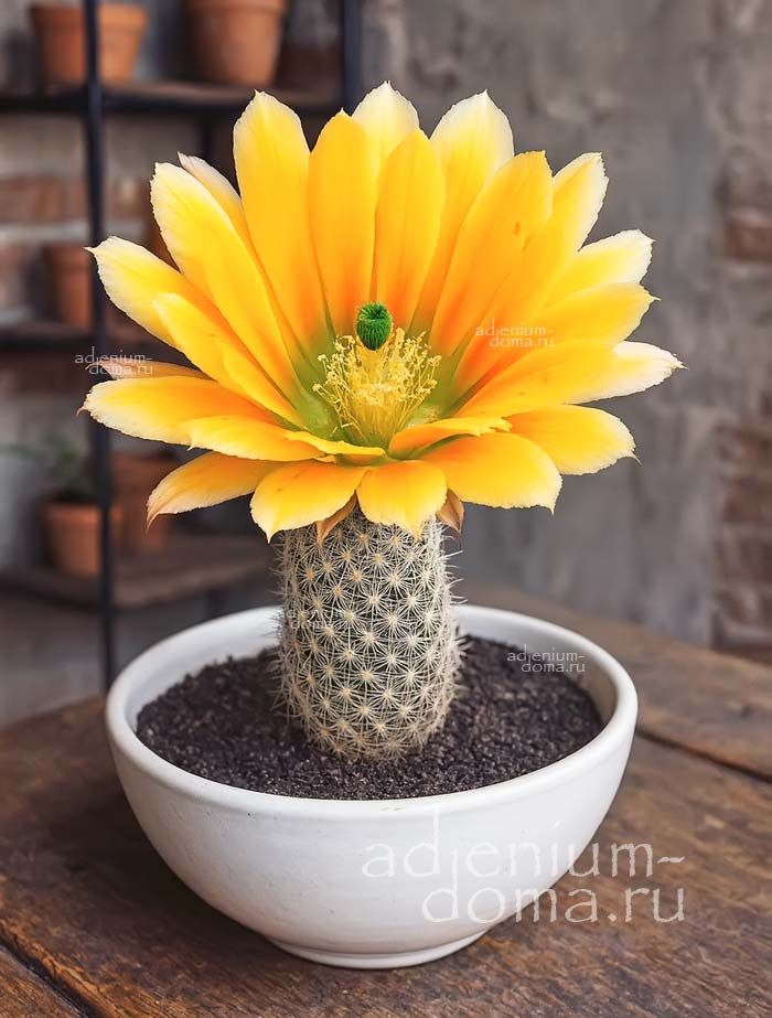 Echinocereus DASYACANTHUS CTENOIDES Эхиноцереус густоколючковый гребневидный Дазиакантус Ктеноидес 3