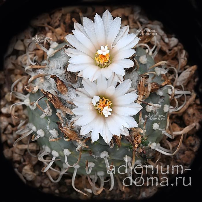 Turbinicarpus SCHWARZII Турбиникарпус Шварца 3