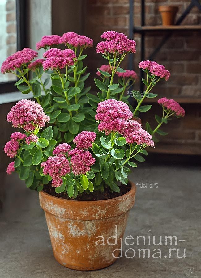 Hylotelephium TELEPHIUM Sedum PURPUREUM Очиток обыкновенный Гилотелефиум Телефиум Седум пурпурный Очитник Заячья капуста 1