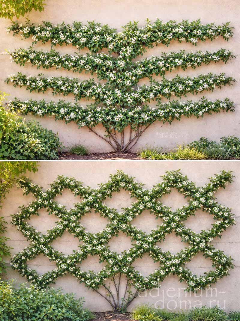 Trachelospermum JASMINOIDES Star Jasmine Трахелоспермум жасминовидный Ясминоидес Звёздчатый жасмин 3