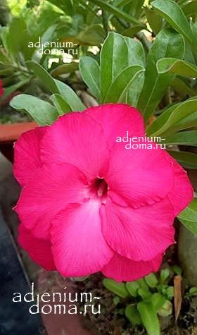 Adenium Swazicum Double PINK LADY