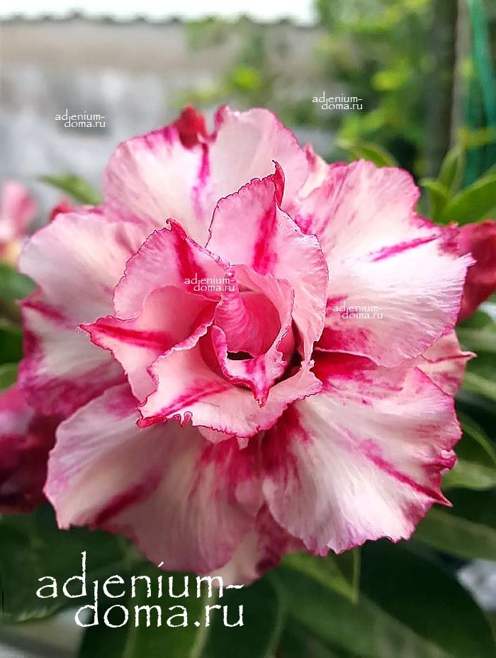 Adenium Obesum Double WATER FALL