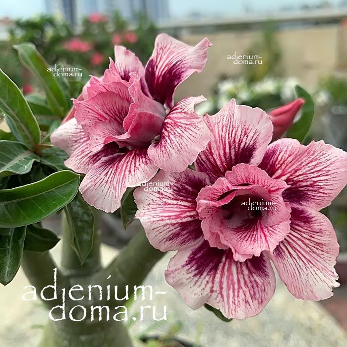 Adenium Obesum Double JARADINE 2