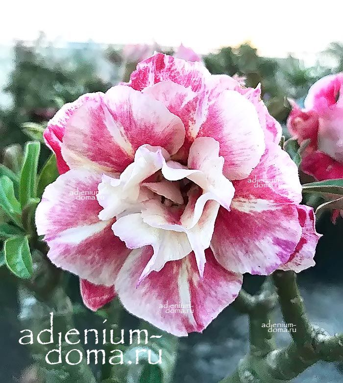Adenium Obesum Triple TAI HOA