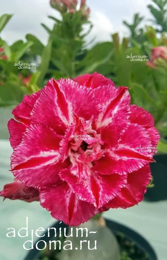 Adenium Obesum Triple LADY IN RED