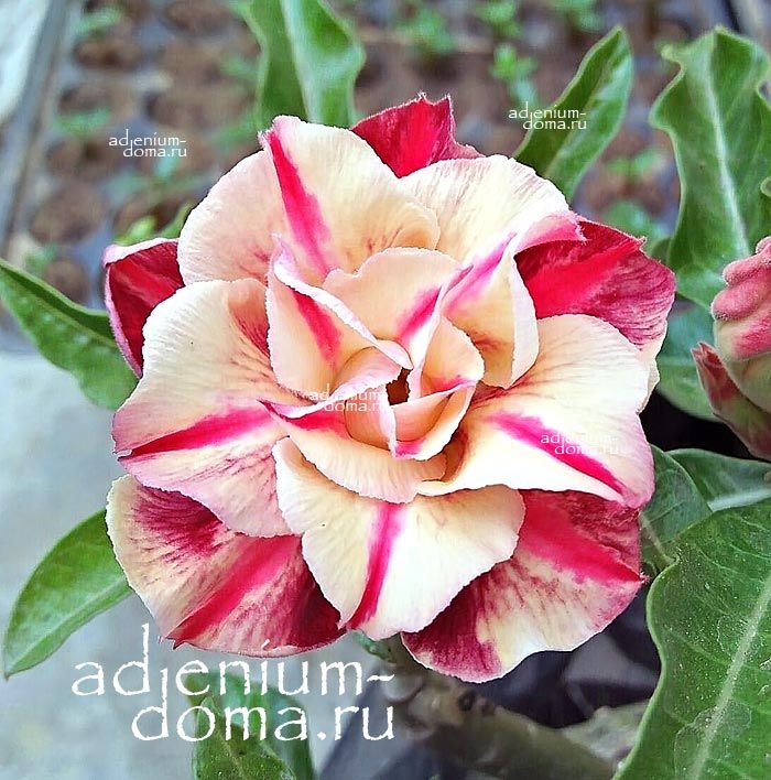Adenium Obesum Triple CAM TU LINH