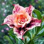 Adenium Obesum Triple Flower TRINH CONG SON 2