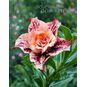Adenium Obesum Triple Flower TRINH CONG SON 3