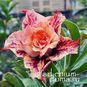 Adenium Obesum Triple Flower TRINH CONG SON 4