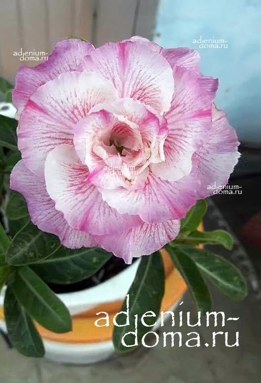 Adenium Obesum Triple KIM LY