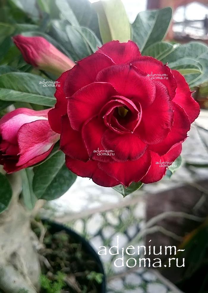 Adenium Obesum Quatro TAN THANH