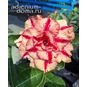 Adenium Obesum Quatro Flower GIANT PHEONIX 4