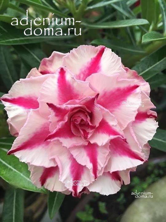 Adenium Obesum Quatro PHU GIAO