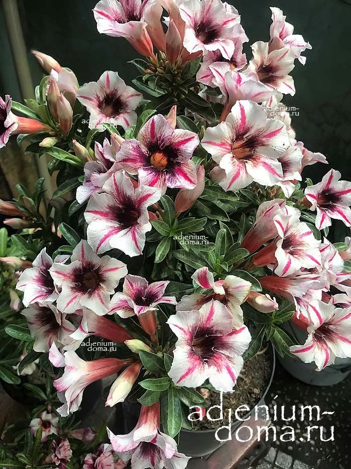 Adenium Obesum NGUYEN TRAI
