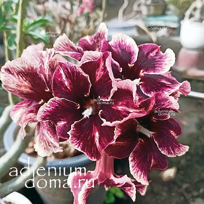 Adenium Obesum JOLIE