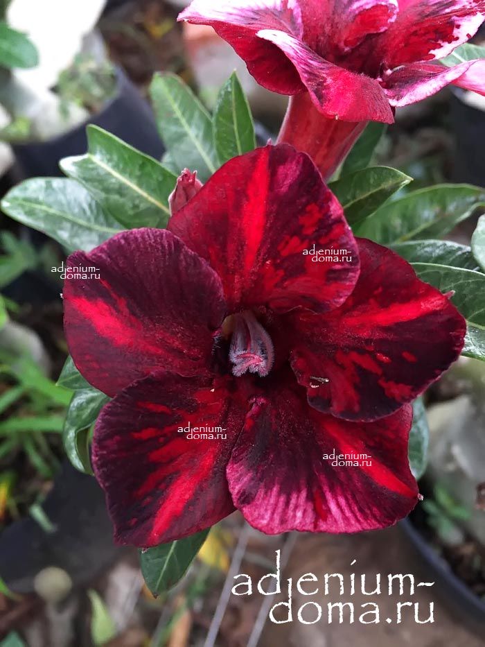 Adenium Obesum BLACK BUTTERFLY