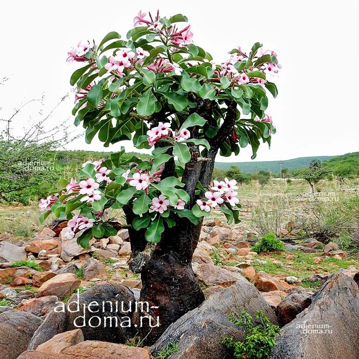 Adenium BOEHMIANUM Адениум Боэмианум 1