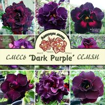 Adenium Obesum Multi-petals DARK PURPLE MIXED