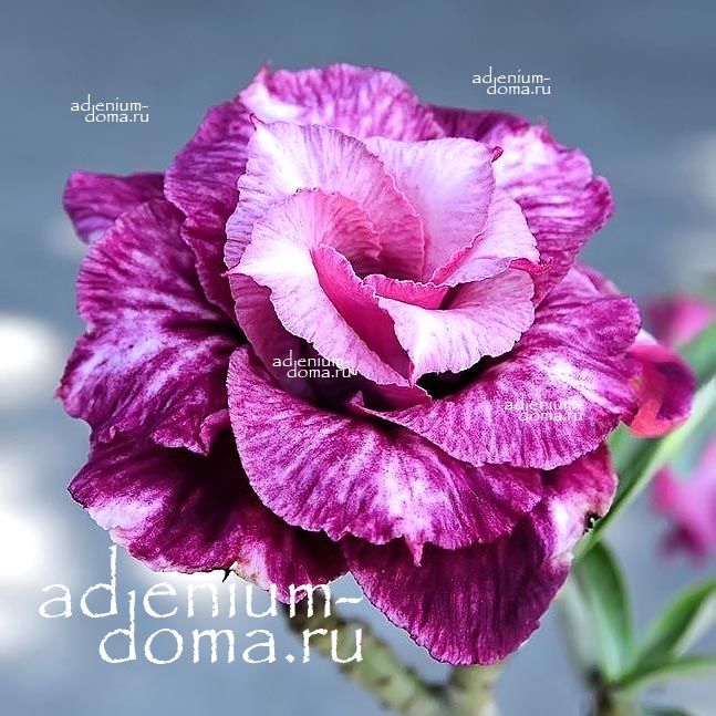 Adenium Obesum Triple Flower SIMONE (TW)