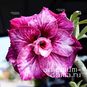 Adenium Obesum Triple Flower SIMONE (TW) 3