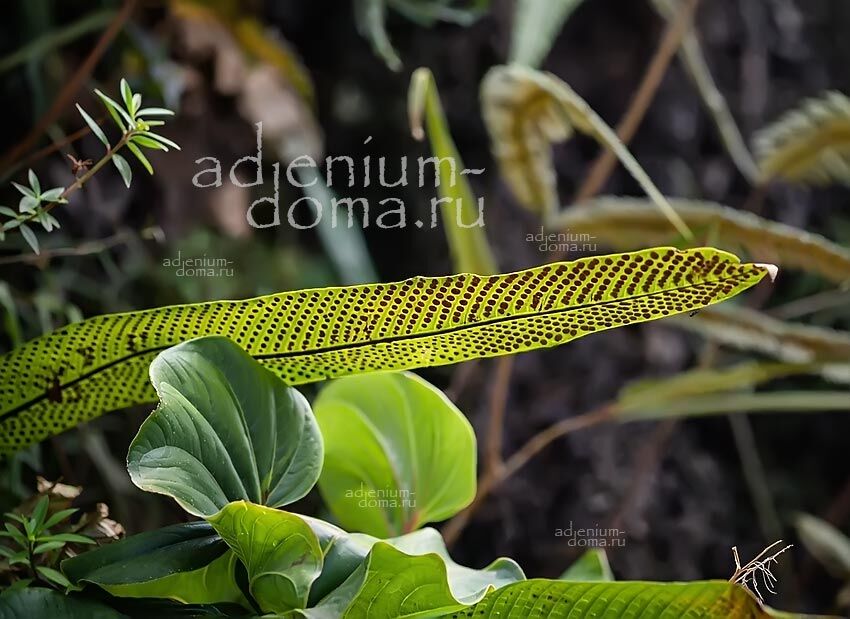 Niphidium CRASSIFOLIUM Graceful Fern Нифидиум толстолистный Красифолиум Изящный папоротник 3