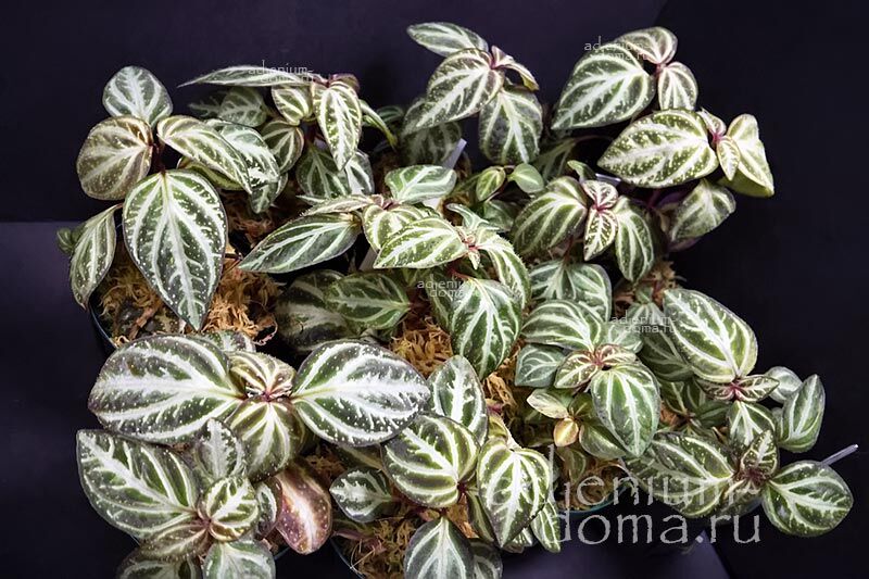 Sonerila PULCHELLA Сонерила красивая Пульчелла 1